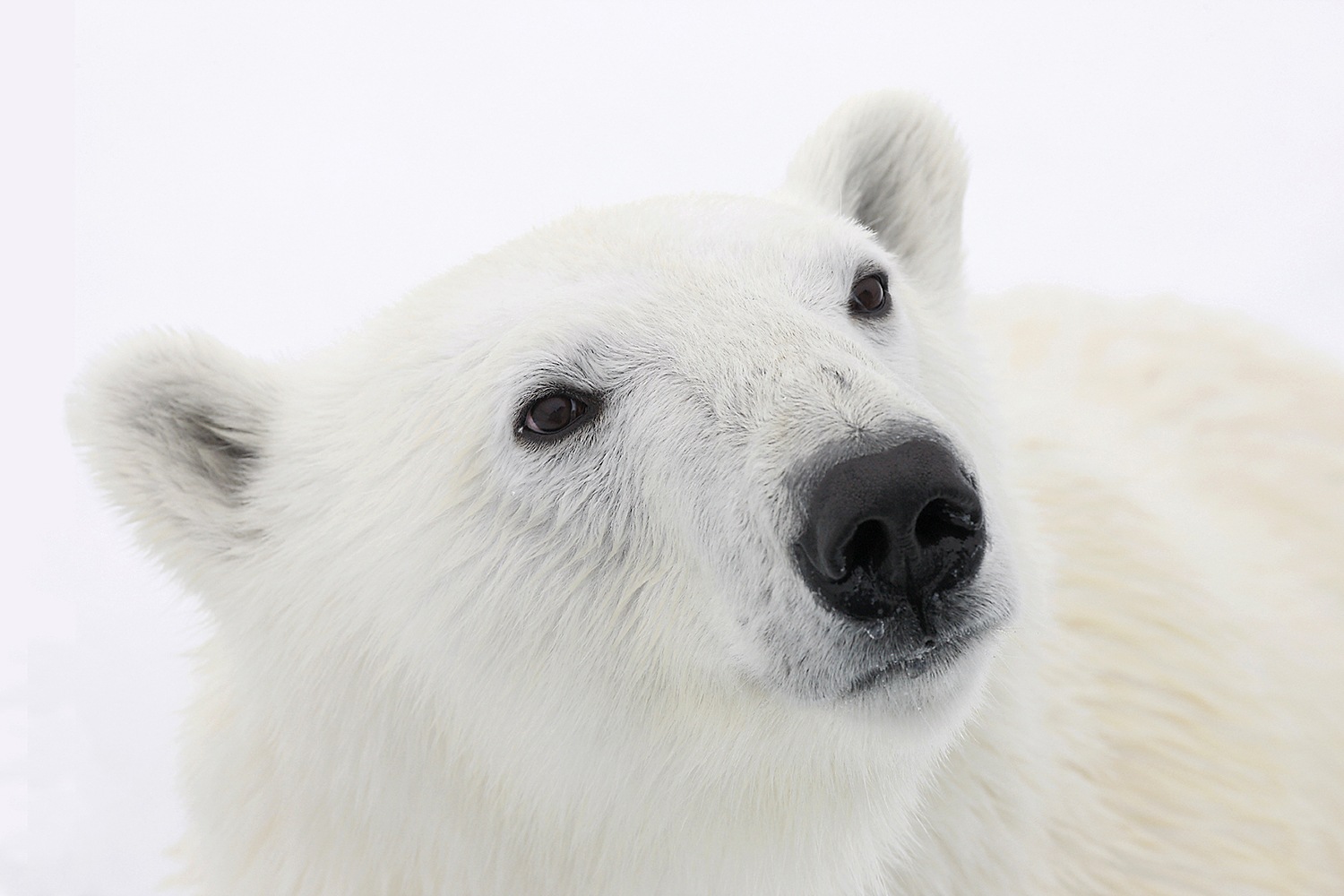 Eisbär, ©Heiner Kubny