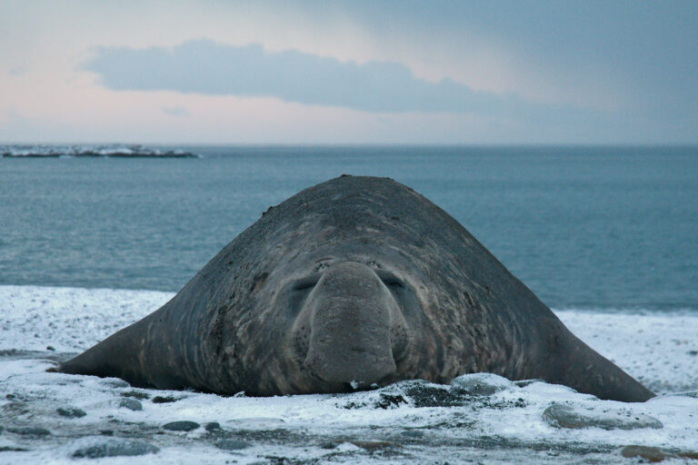 Südliche Seeelefanten, ©Dr. Michael Wenger