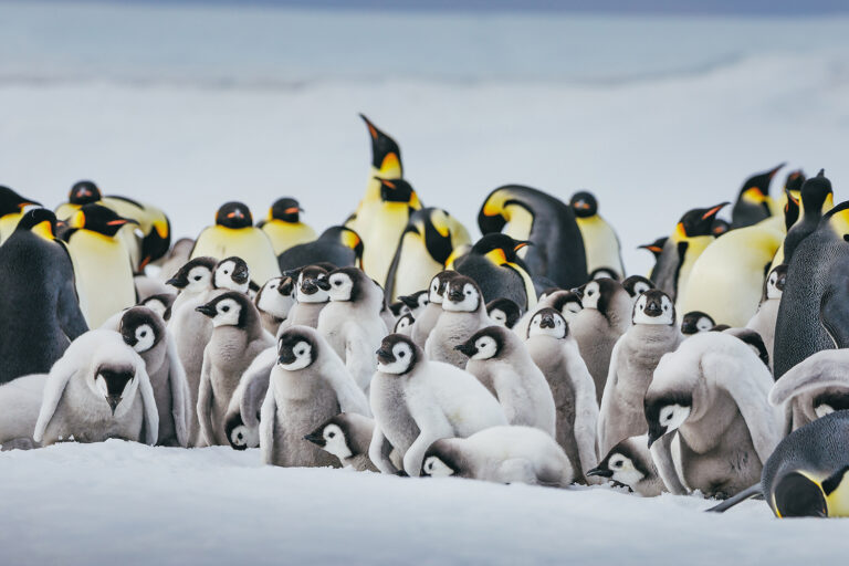 Emperor Penguins Snow Hill (127)